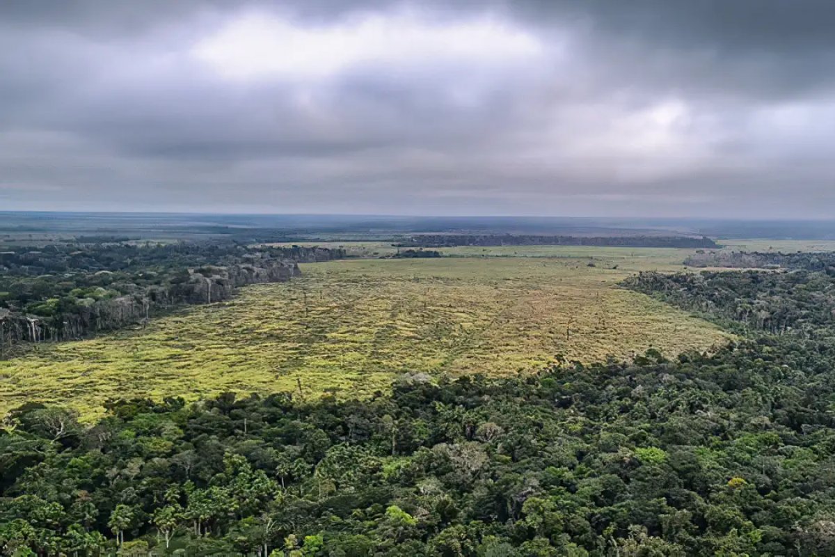 Ministério do Meio Ambiente faz alerta sobre aumento de 55% no desmatamento na Amazônia 