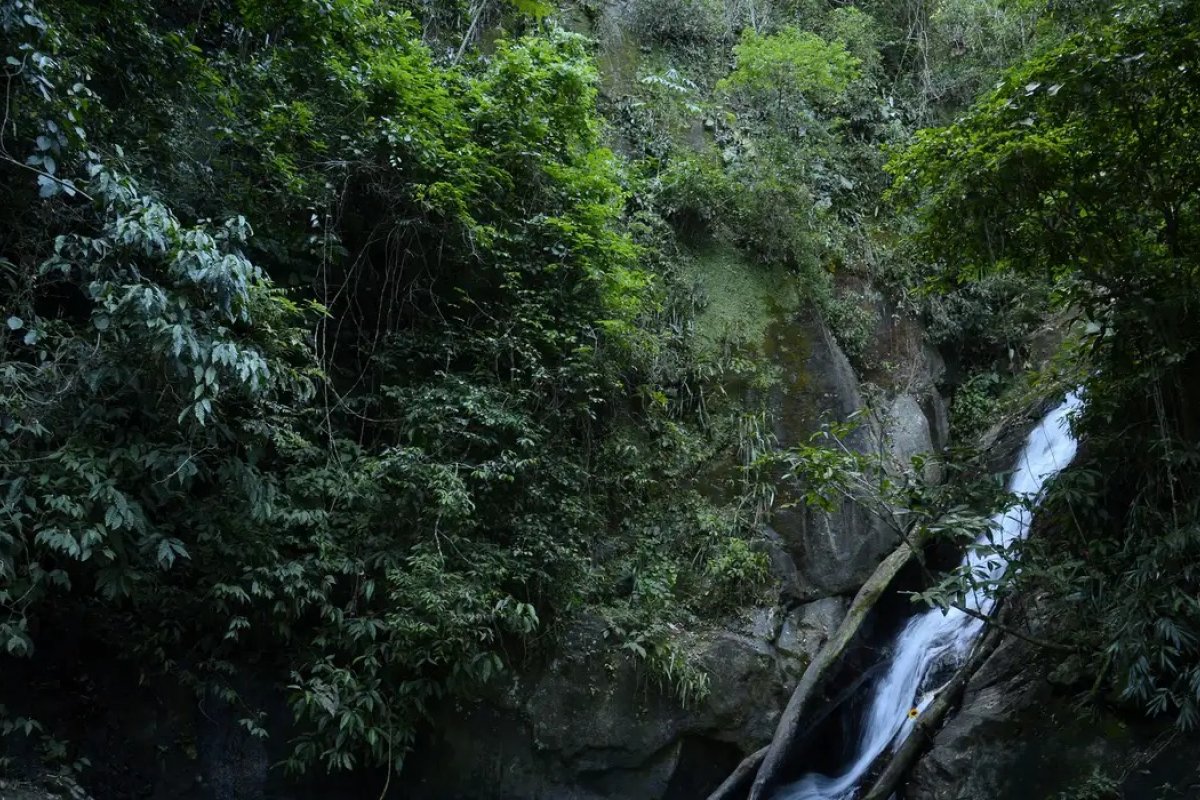Mata Atlântica registra queda de 14% no desmatamento; Bahia lidera o ranking estadual