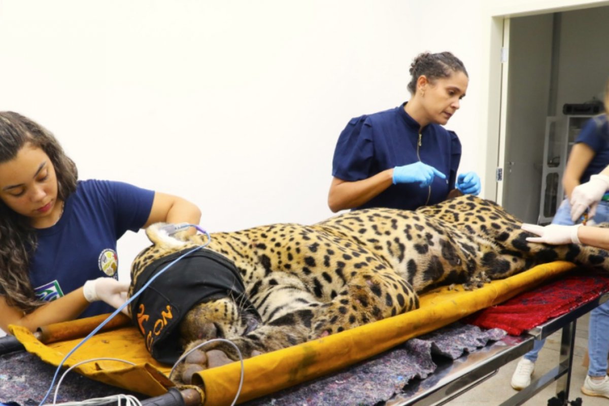 Onça que matou caseiro no MS será transferida, aponta boletim