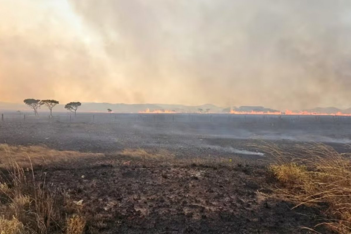 Com destaque na Bahia, Cerrado é o bioma com maior índice de desmatamento em 2024, aponta levantamento