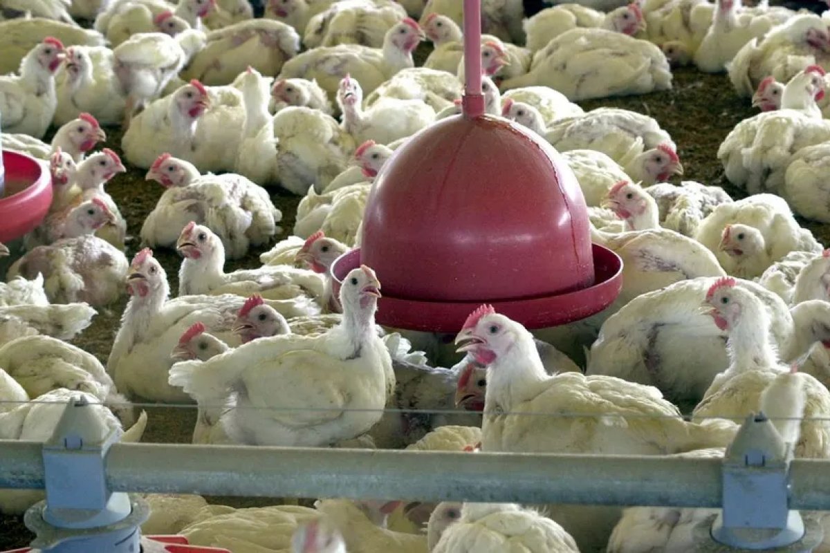 Primeiro caso de gripe aviária em granja comercial é detectado no Brasil