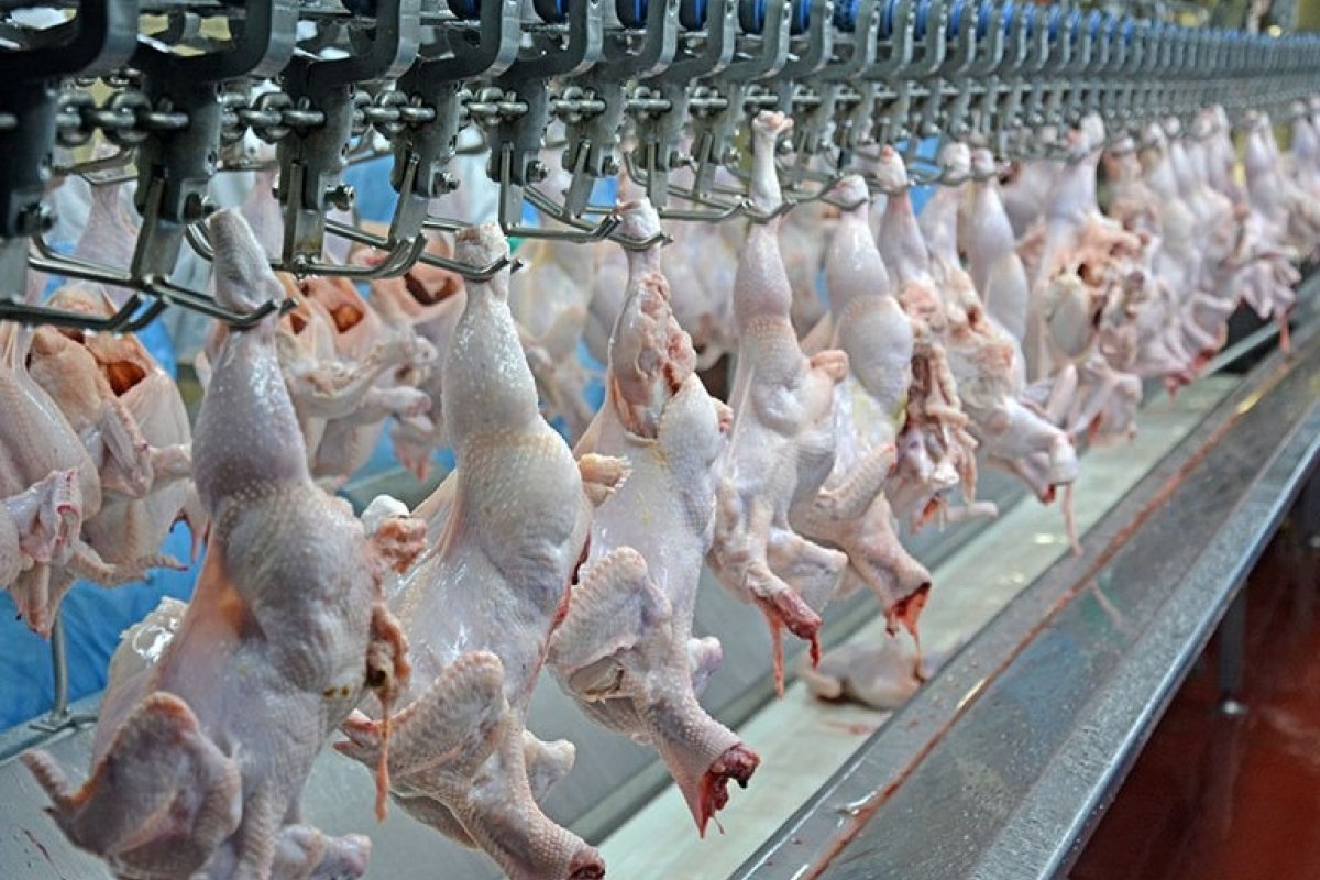 China representa mais de 10% das exportações de carnes de aves brasileiras