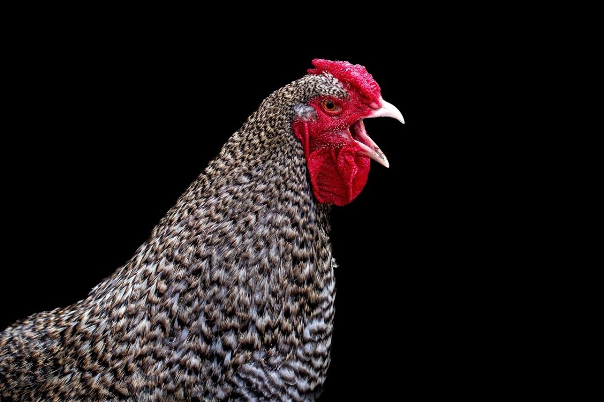 China e União Europeia suspendem importações de aves do Brasil após caso de gripe aviária