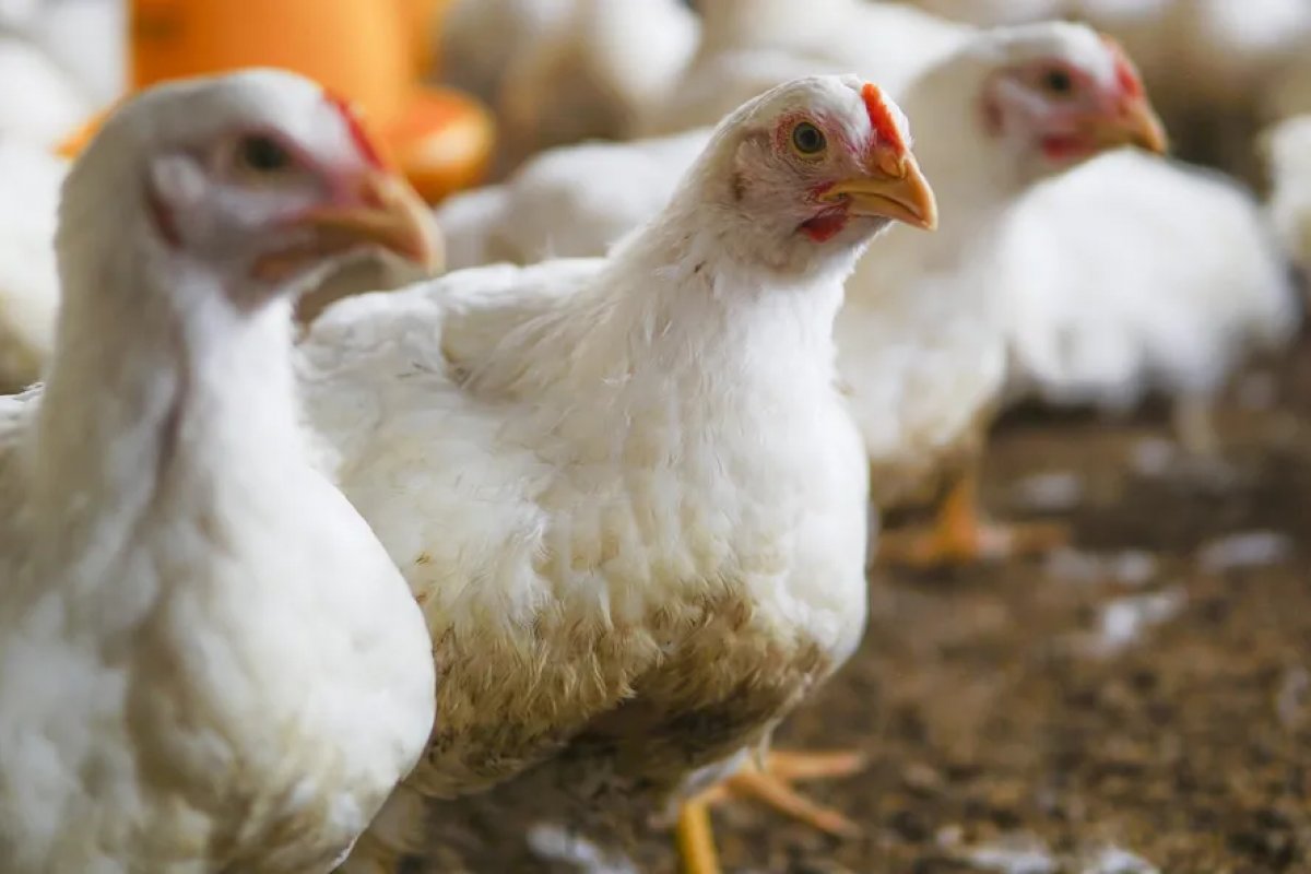 Gripe aviária: confira países que suspenderam compra de frango do Brasil