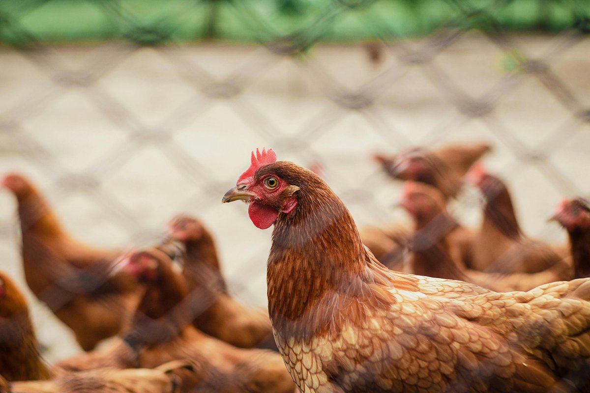 Gripe aviária em granja no Sul do Brasil marca nova etapa do vírus, diz FAO