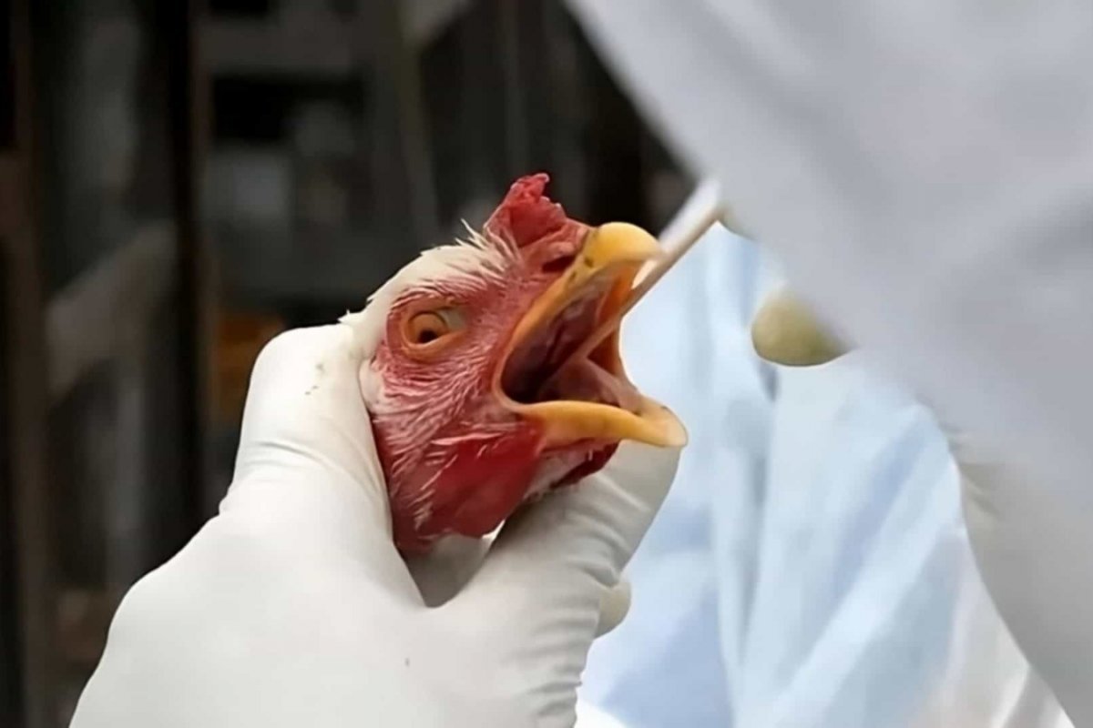 SC proíbe entrada de aves e ovos do RS após suposta contaminação de gripe aviária