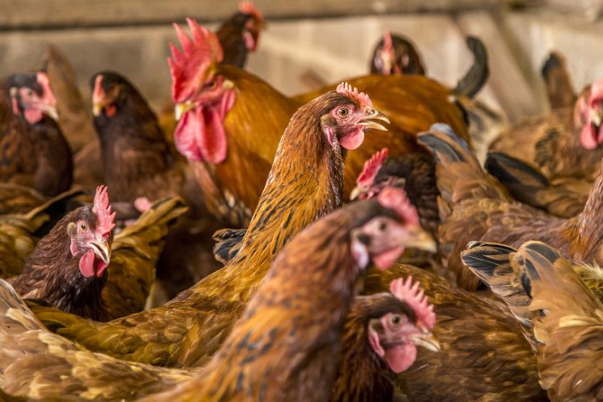 Japão suspende importação de frango brasileiro nas áreas com gripe aviária