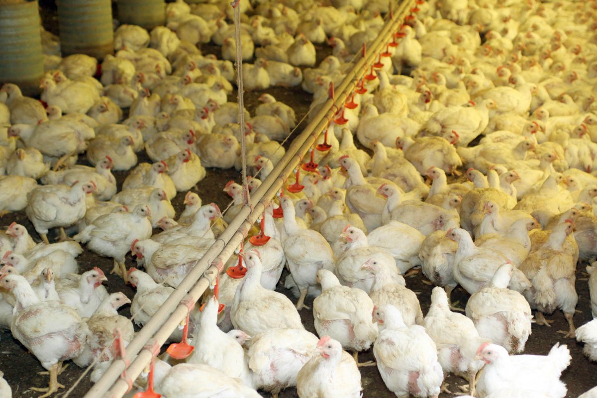 Gripe aviária: suspensão de importação de aves pode gerar prejuízo de R$ 1,6 bilhão ao Brasil