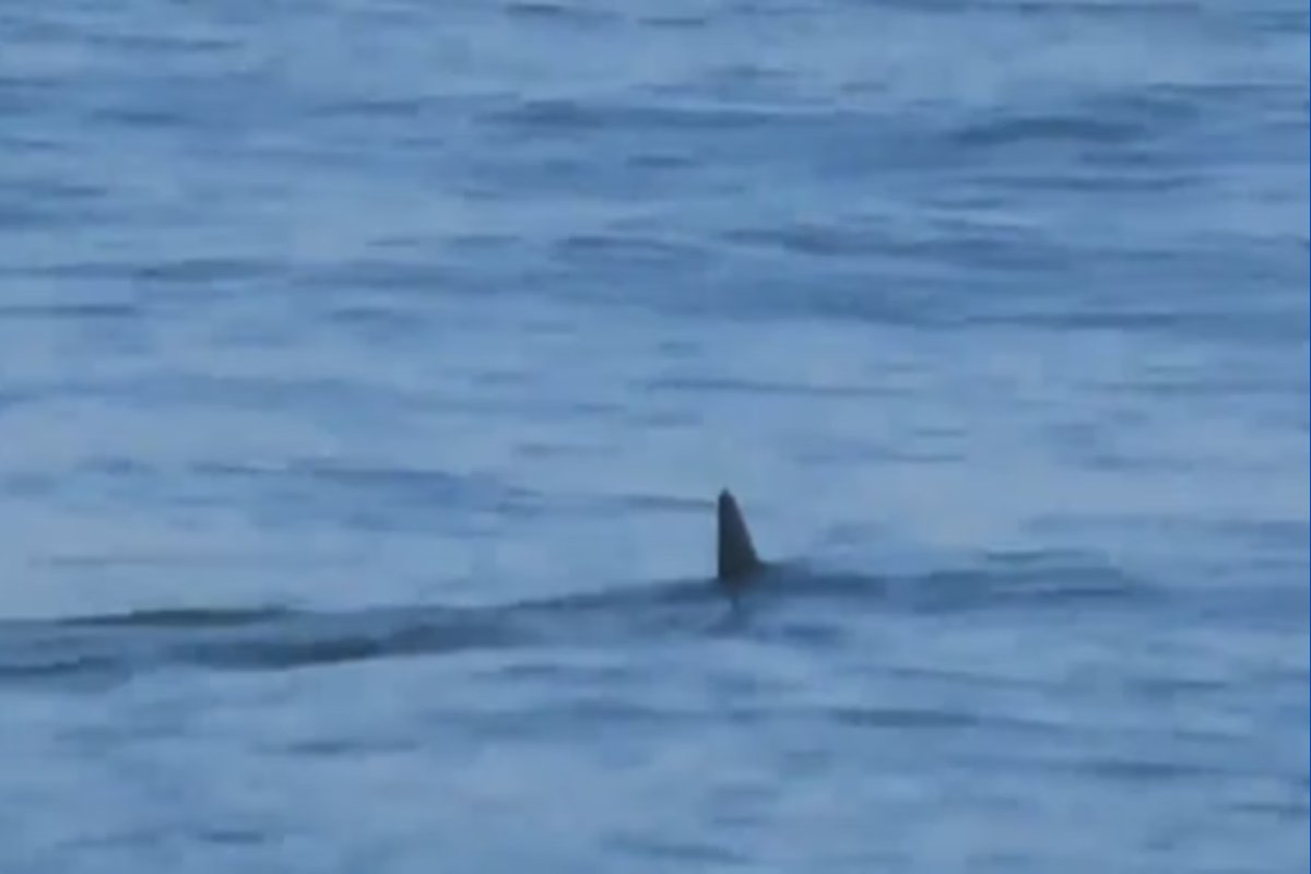 Vídeo: Tubarão é visto em praia do Rio de Janeiro