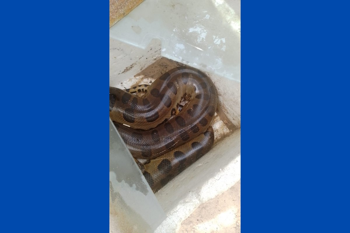 Sucuri é resgatada pela PM em Santa Cruz de Cabrália