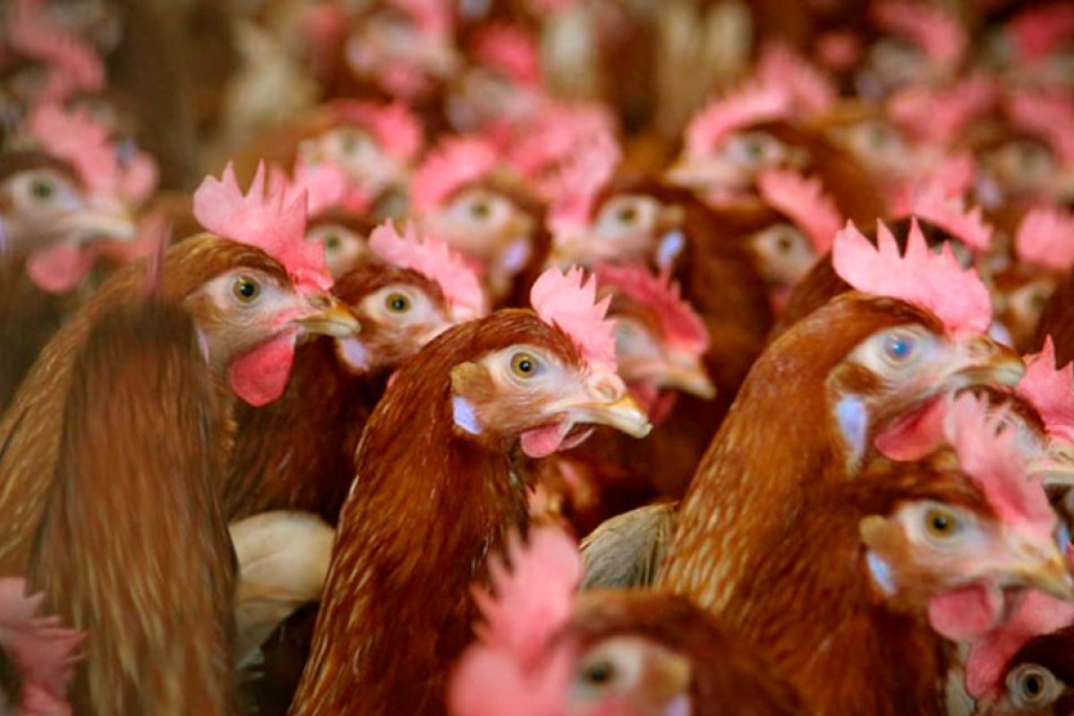 Gripe Aviária: SES descarta infecção em trabalhador de granja onde caso foi registrado