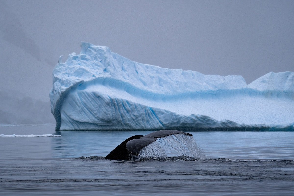 Temperatura na Antártica ultrapassa os 20°C pela primeira vez na história, diz jornal