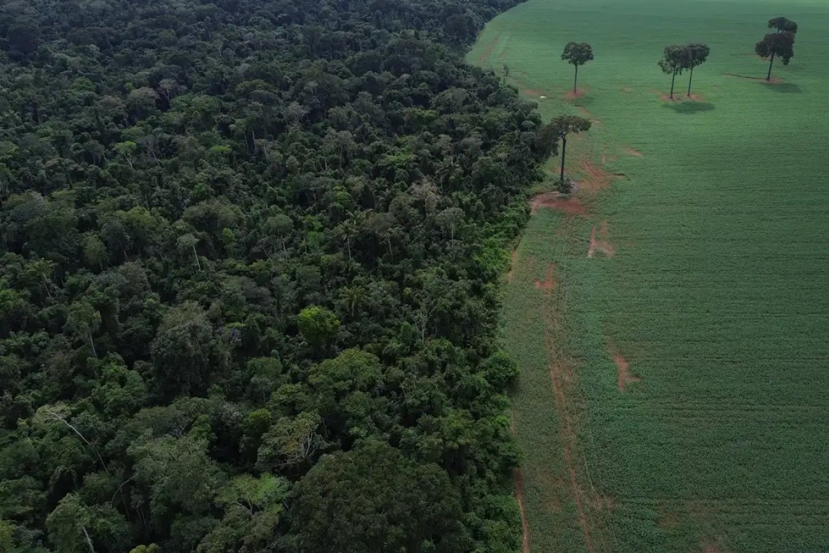Perda de floresta tropical primária bate recorde em 2024, aponta levantamento