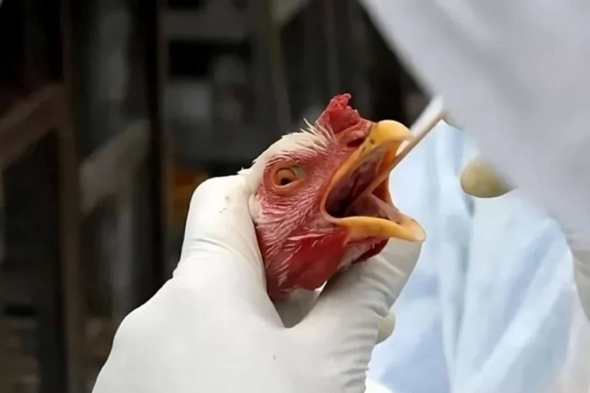 Gripe aviária no Brasil pode gerar impactos para além do agro; entenda
