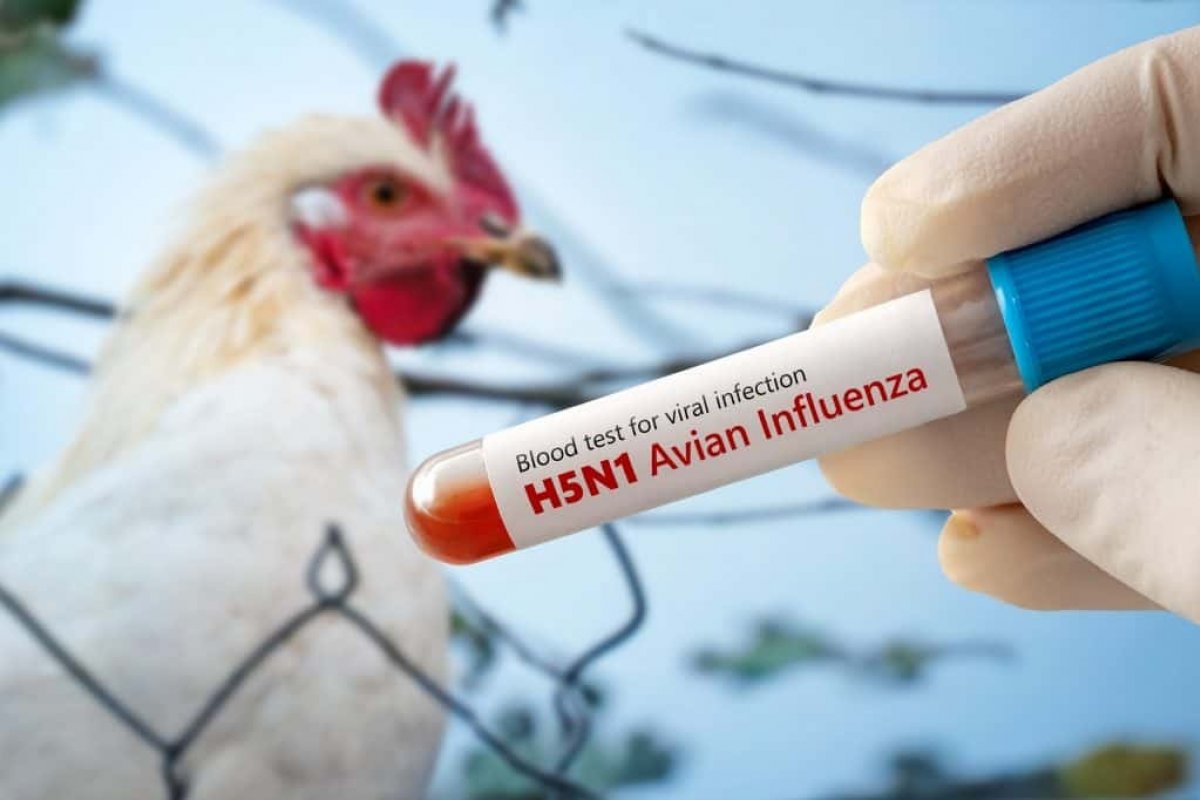 Mundo tem 20 vacinas contra gripe aviária licenciadas