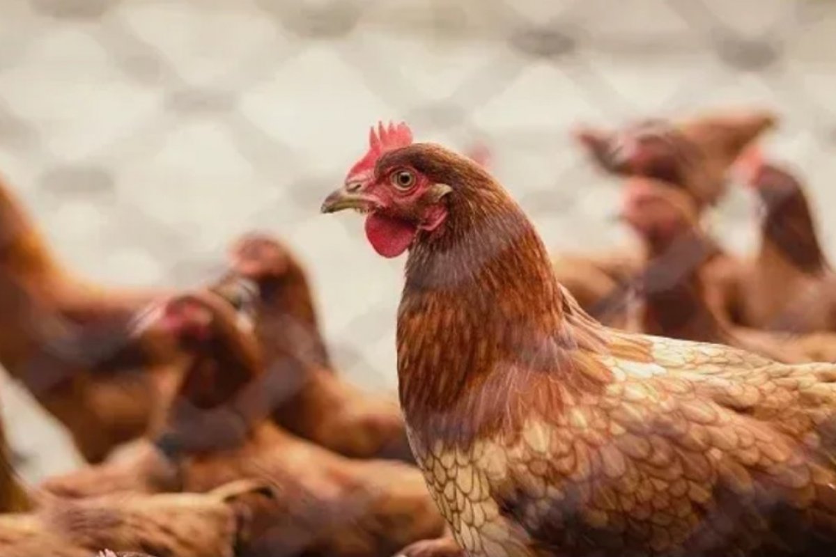 Gripe aviária: granja infestada por vírus inicia período de vazio sanitário por 28 dias
