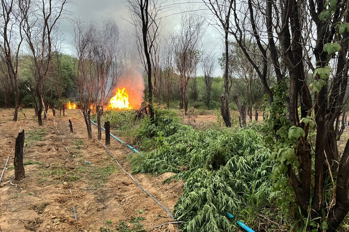 Mais de 104 mil pés de maconha são erradicados na zona rural de Curaçá