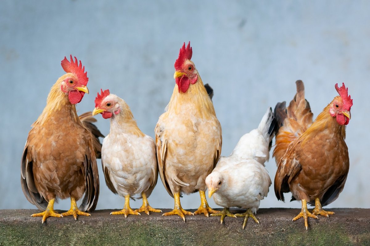 Entenda por que uma granja no RS decidiu abater 60 mil frangos por precaução