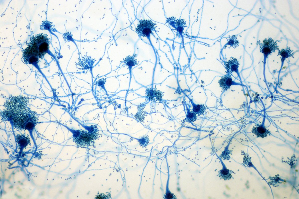 Estudo alerta: mudanças climáticas podem expandir infecções fúngicas graves até o fim do século