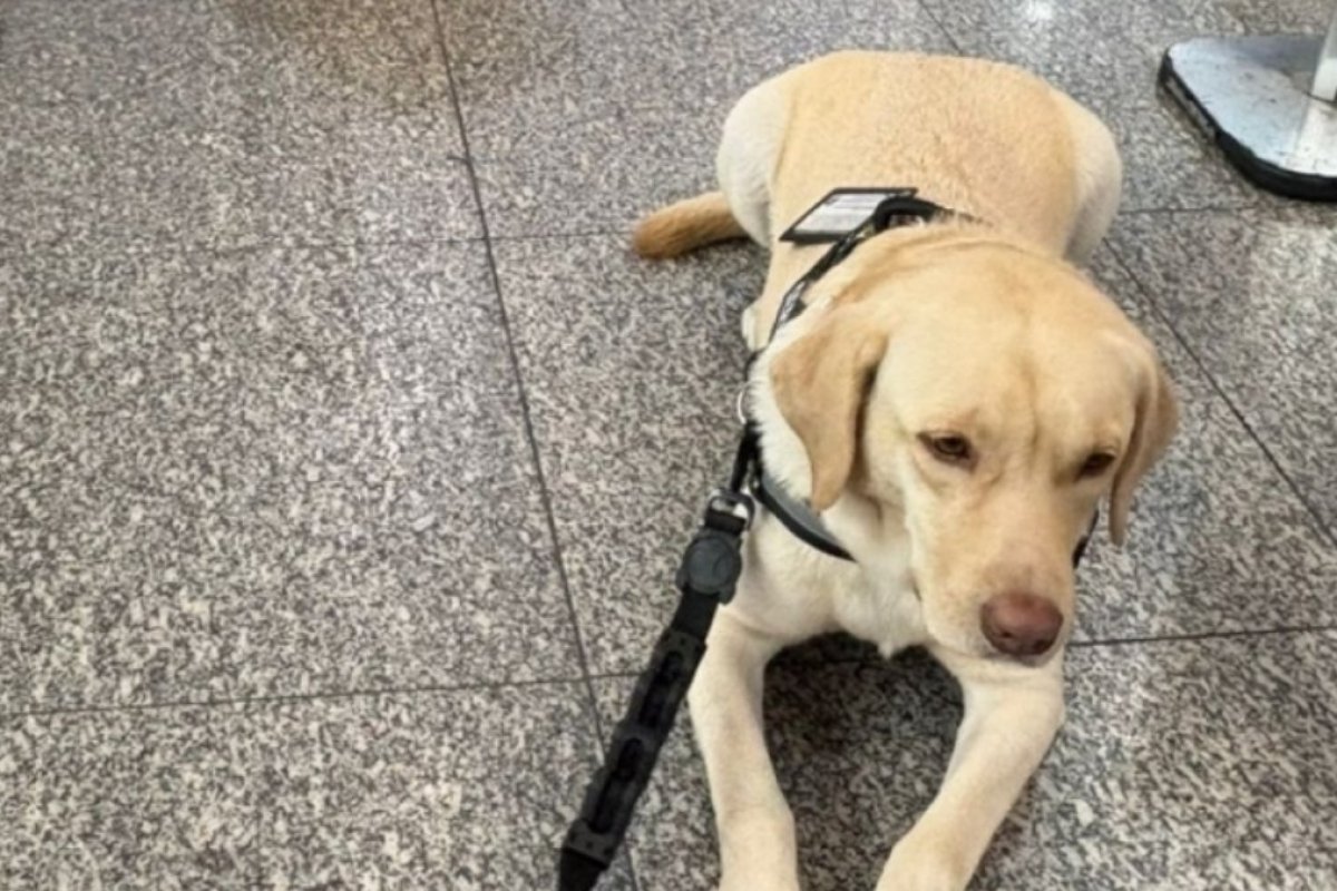 Cão de serviço que seria entregue a criança com autismo é proibido de embarcar em voo no RJ