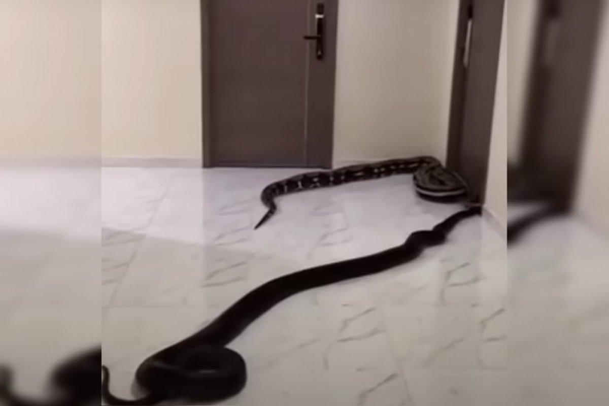 Vídeo: Homem solta cobras após briga por latidos de cachorro em prédio na Tailândia