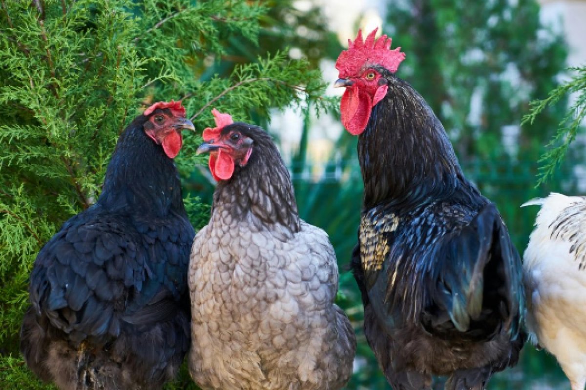 Carne de frango brasileira e derivados são banidas da China após casos de gripe aviária