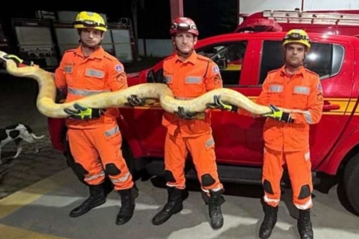 Cobra Píton de 4 metros é encontrada no interior de MG