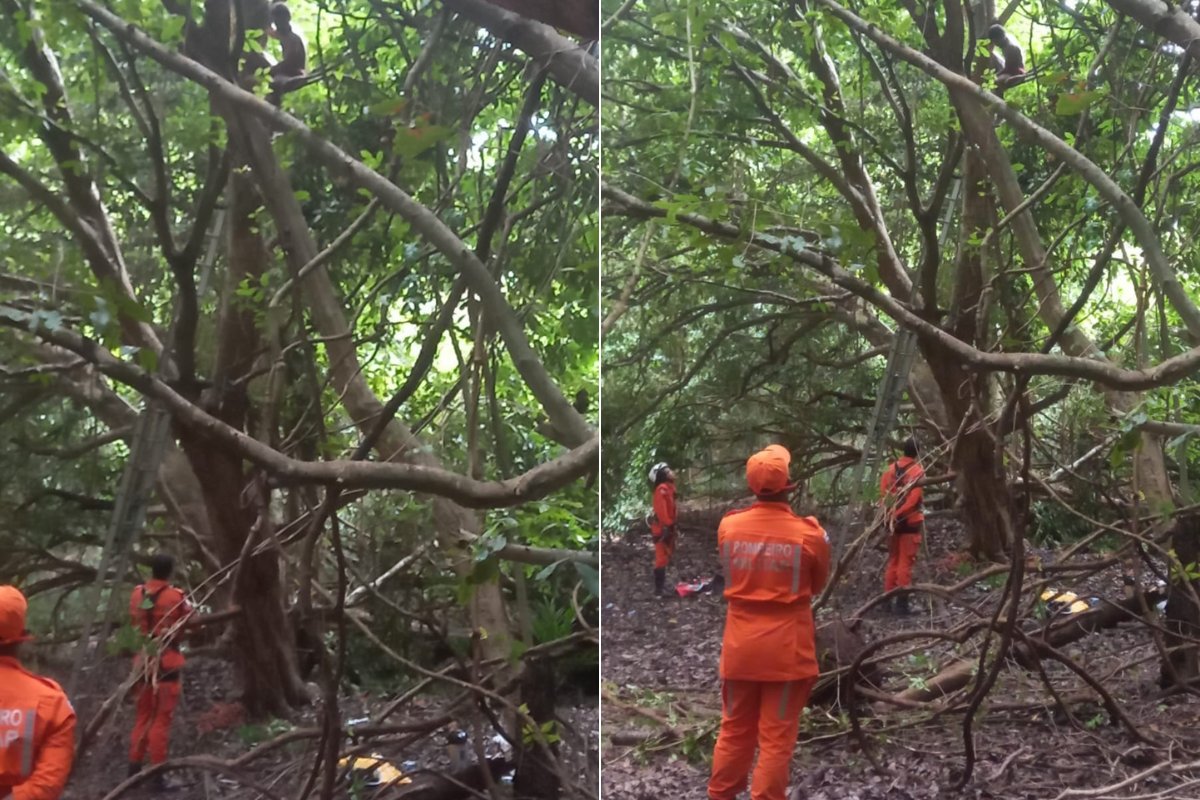 Homem desaparecido desde março é encontrado em cima de árvore em Salvador