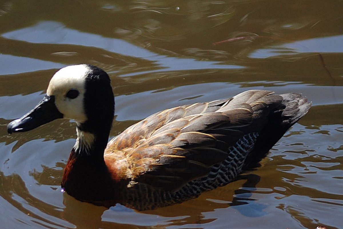 Exame confirma caso de gripe aviária em zoológico de Brasília