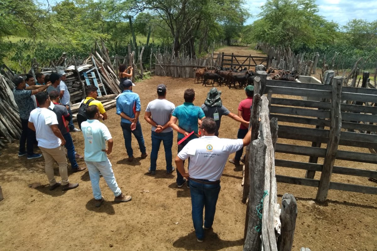 Ação visa aumento da produção de ovinos e caprinos para agricultor familiar