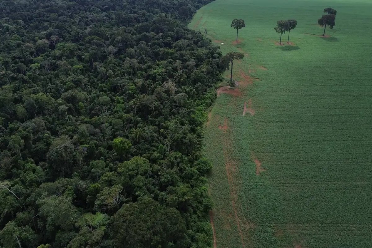 Mais de 10 milhões de hectares de florestas públicas na Amazônia estão sob risco de grilagem