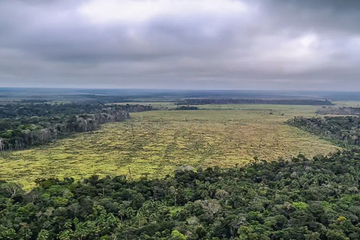 Desmatamento volta a crescer na amazônia e governo alerta para locais em colapso