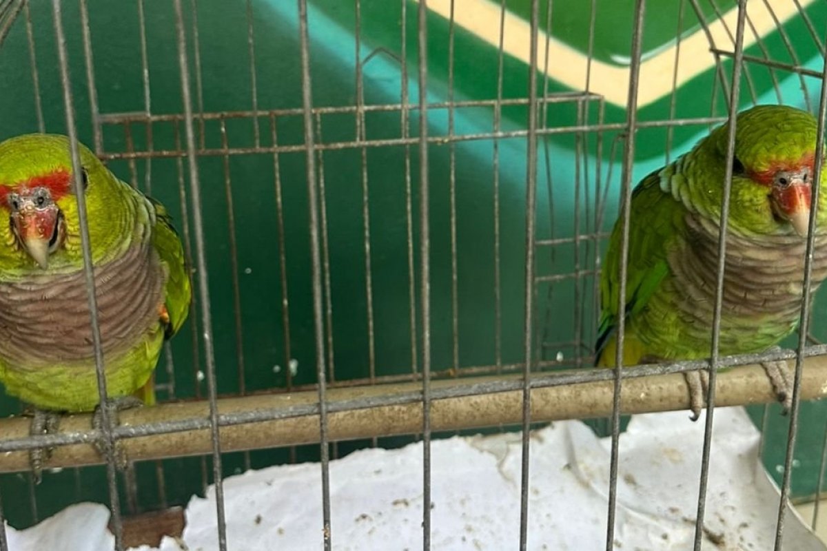 PM realiza trabalho de resgate de aves em Camaçari