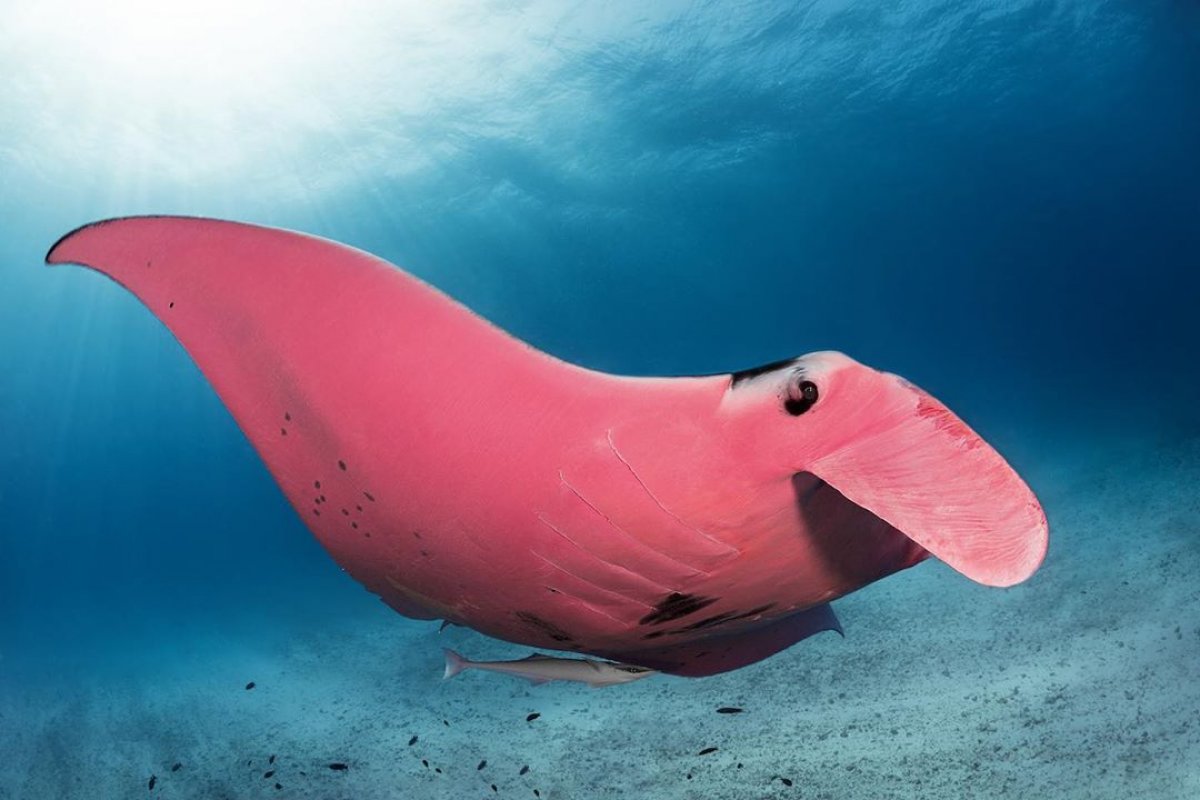 Fotógrafo registra 'Única arraia manta rosa do mundo' na Austrália