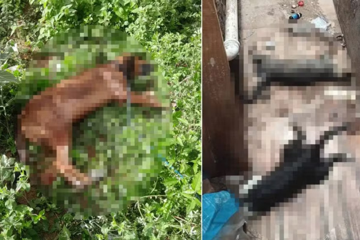 Polícia Civil abre investigação parar apurar mortes por envenenamento de cães e gatos na Bahia
