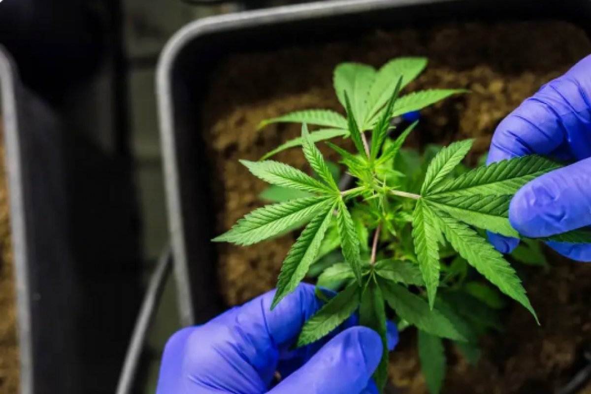 Prazo para regulamentar cultivo medicinal de cannabis é prorrogado pelo STJ até setembro