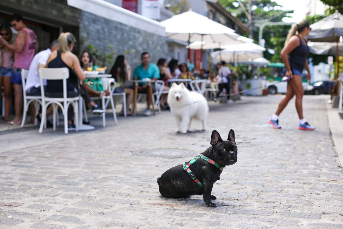 Casa Chálabi é o novo ponto pet friendly do Rio Vermelho! 
