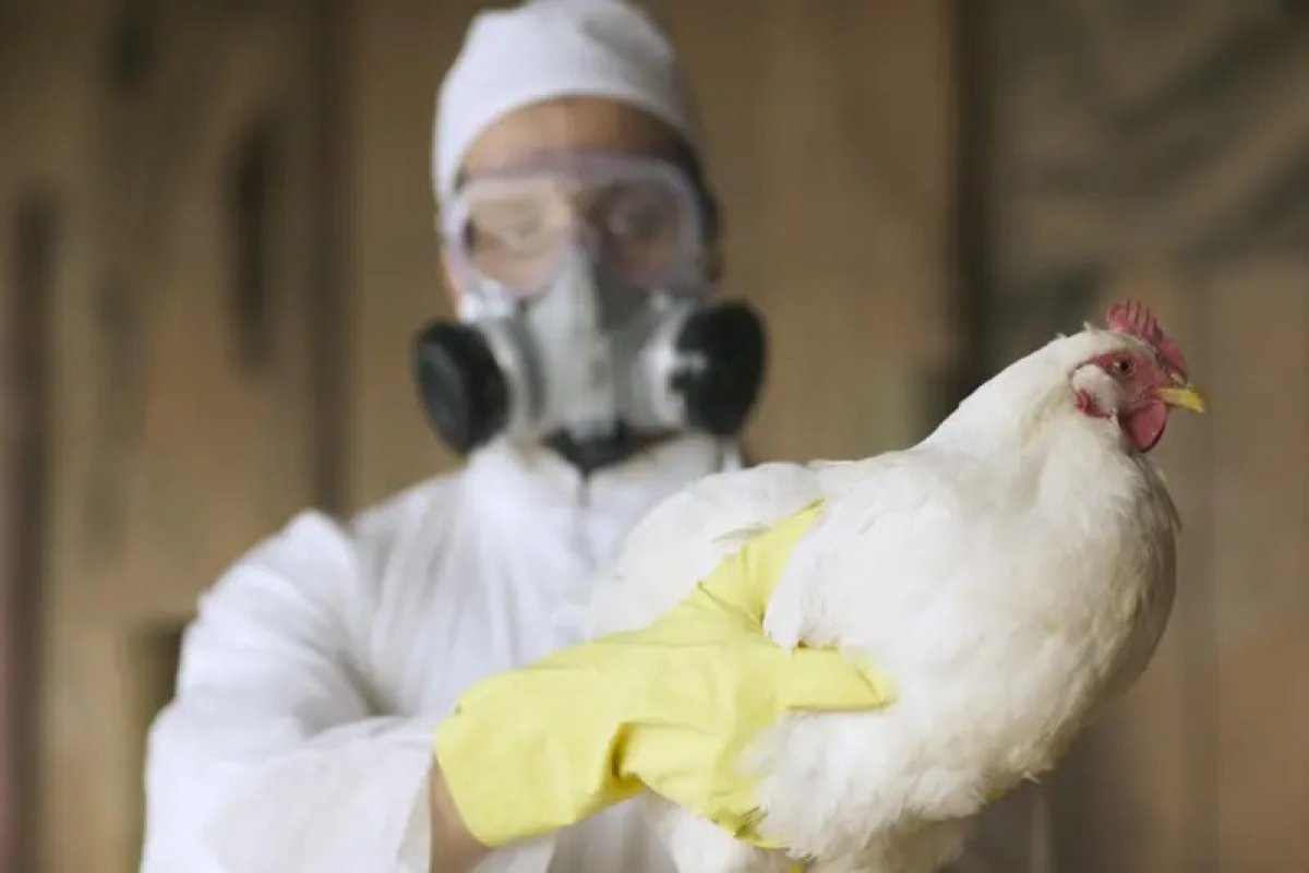 São Paulo confirma primeiro caso de gripe aviária em 2025