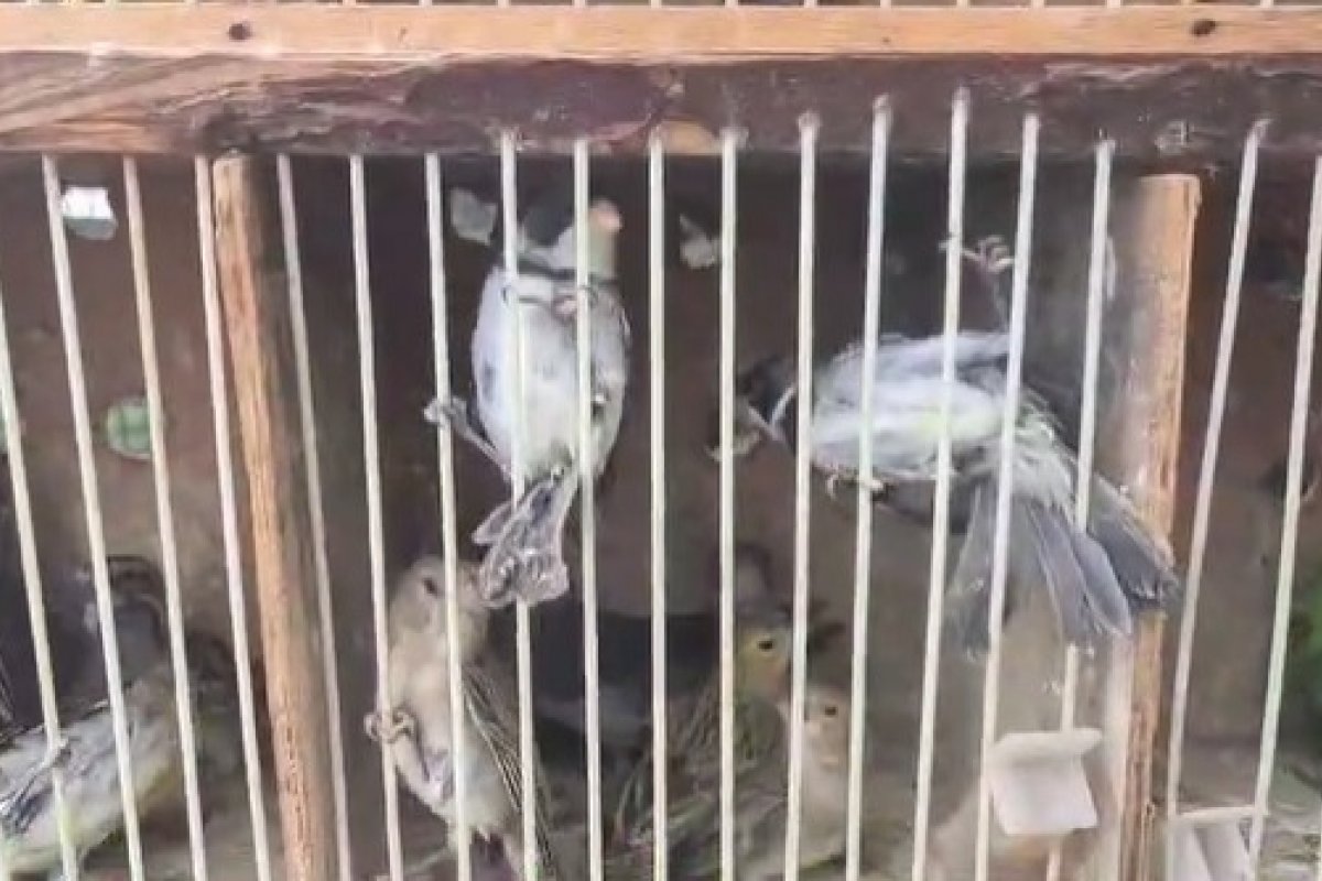 PM resgata 51 aves silvestres em Feira do Rolo de Feira de Santana