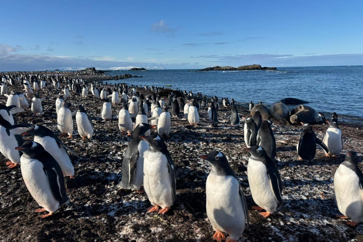 Museu do Mar Aleixo Belov inaugura exposição sobre a Antártica com registros inéditos de expedição científica!