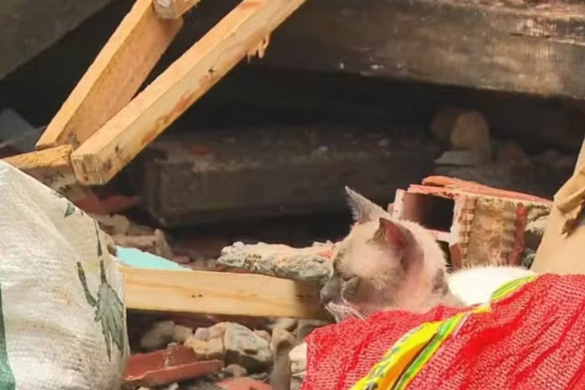 Prédio de três andares desaba no bairro do Uruguai e gato é resgatado em meio aos escombros