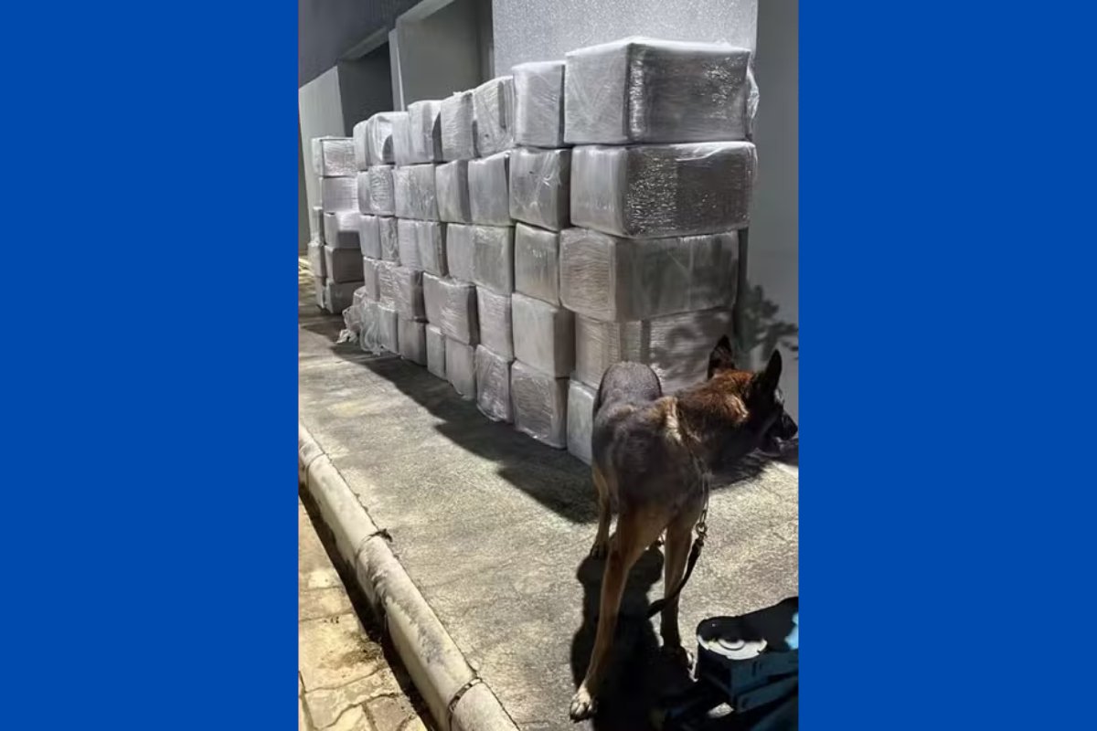 Homem é preso enquanto transportava seis toneladas de maconha em caminhão na Bahia