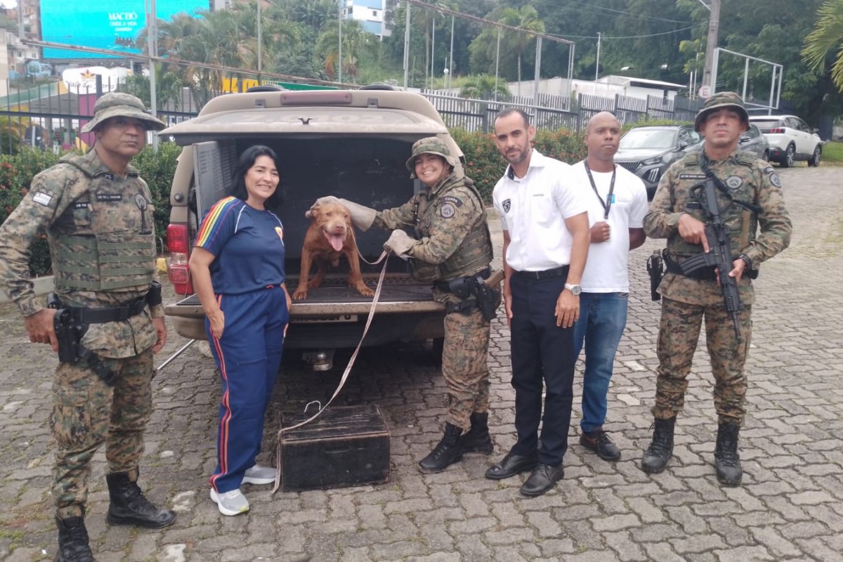 Pitbull com sinais de maus-tratos é resgatado pela Polícia Ambiental em Salvador
