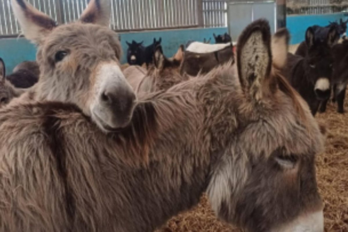 Quase 6 milhões de burros são abatidos por ano para indústria medicinal chinesa, alerta ONG