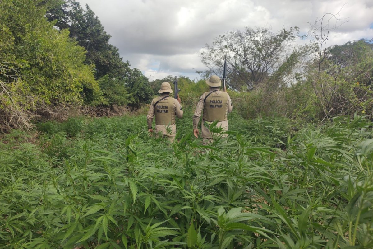 PM incinera plantação com 5.400 pés de maconha em Curaçá