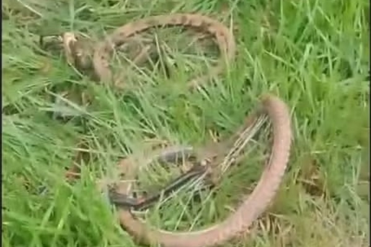 Adolescente morre depois de ser atropelado em rodovia no interior da Bahia