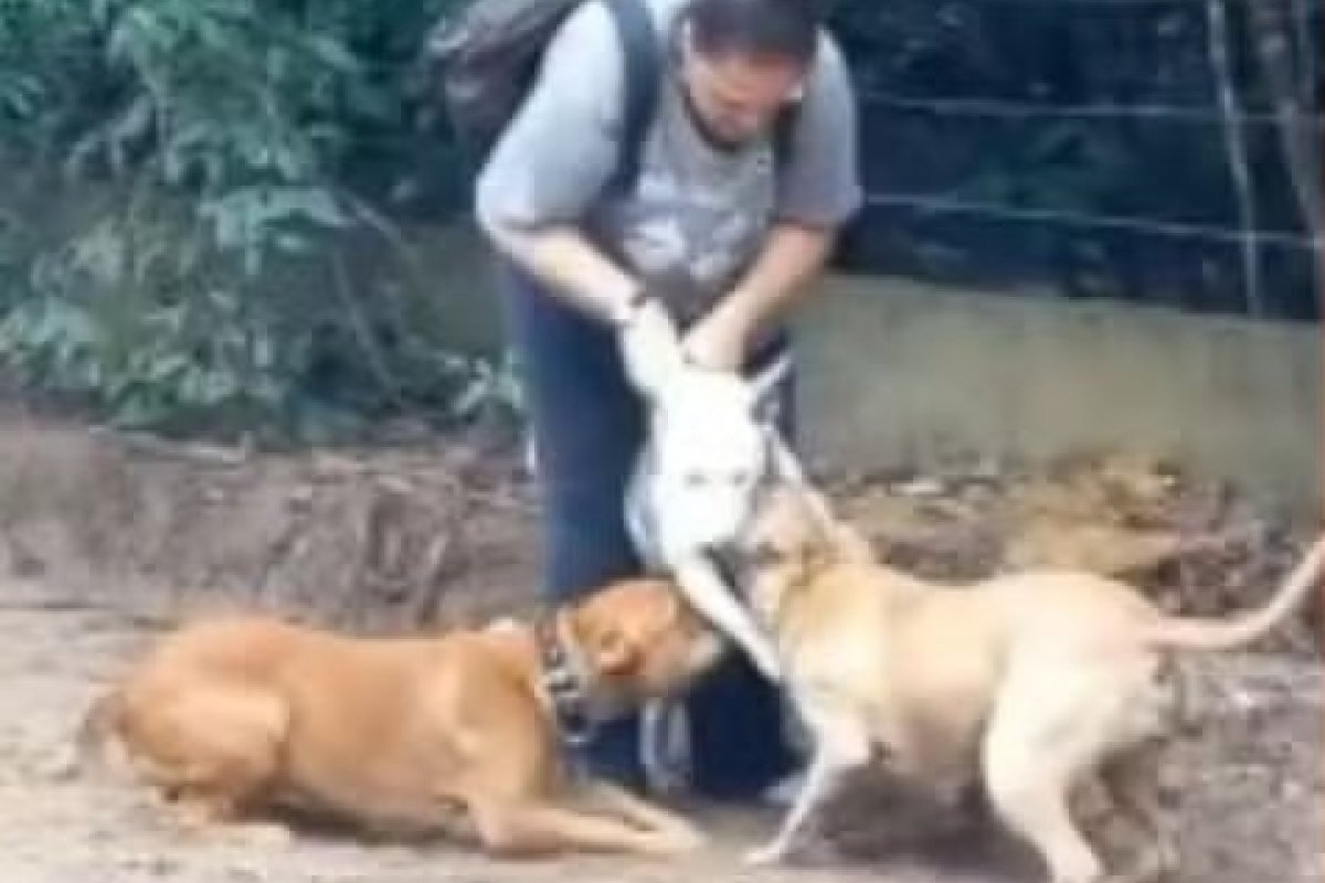 Vídeo: Cachorro e tutora são atacados por pitbulls em ambiente turístico na Bahia