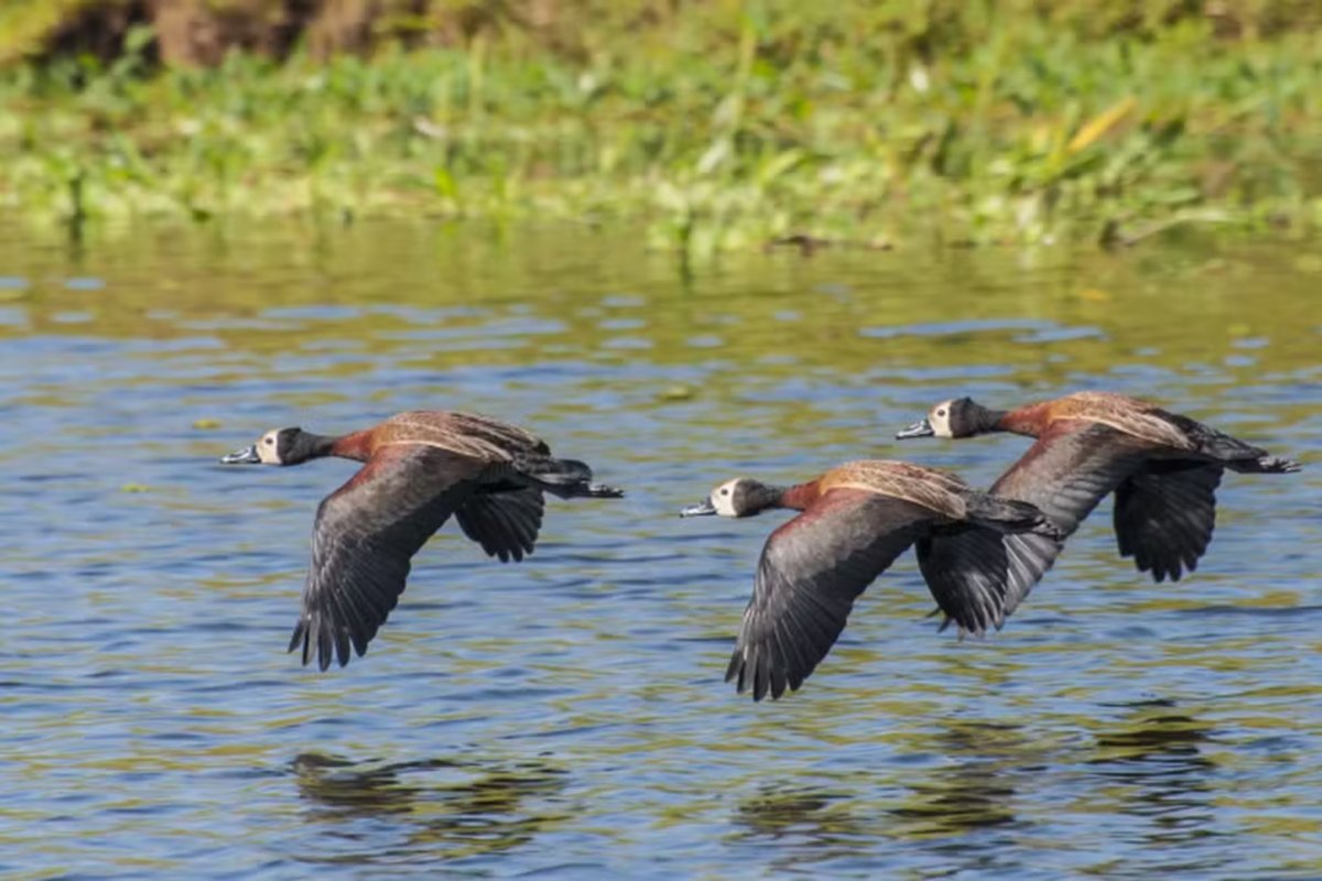 Governo de São Paulo registra casos de gripe aviária em aves silvestres