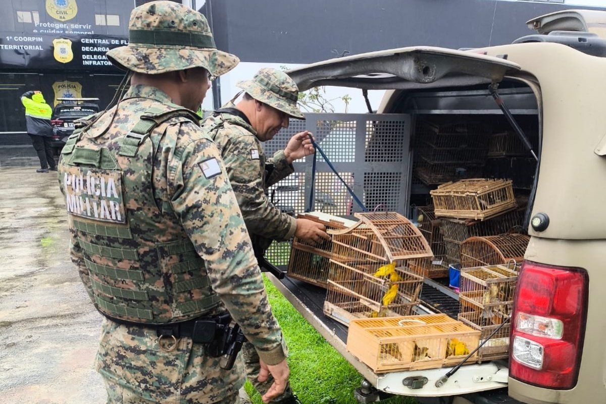 PM resgata 150 aves silvestres vendidas ilegalmente na Bahia; 7 homens foram presos 