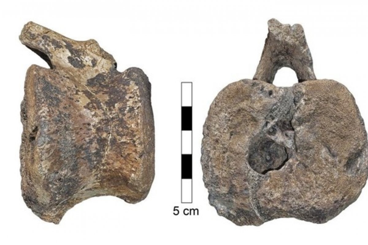 Câncer raro em humanos é encontrado em fóssil de dinossauro